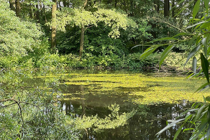 Krumhermsdorfer Teich Krumhermsdorfer Teich