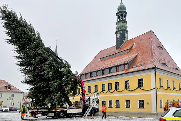 Aufrichten des Baumes vorm Rathaus