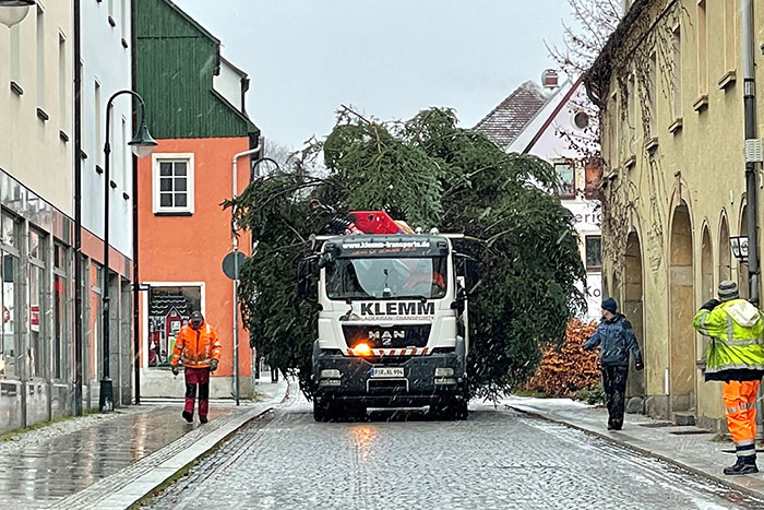 Millimetergenauer Transport des Weihnachtsbaumes zum Markt